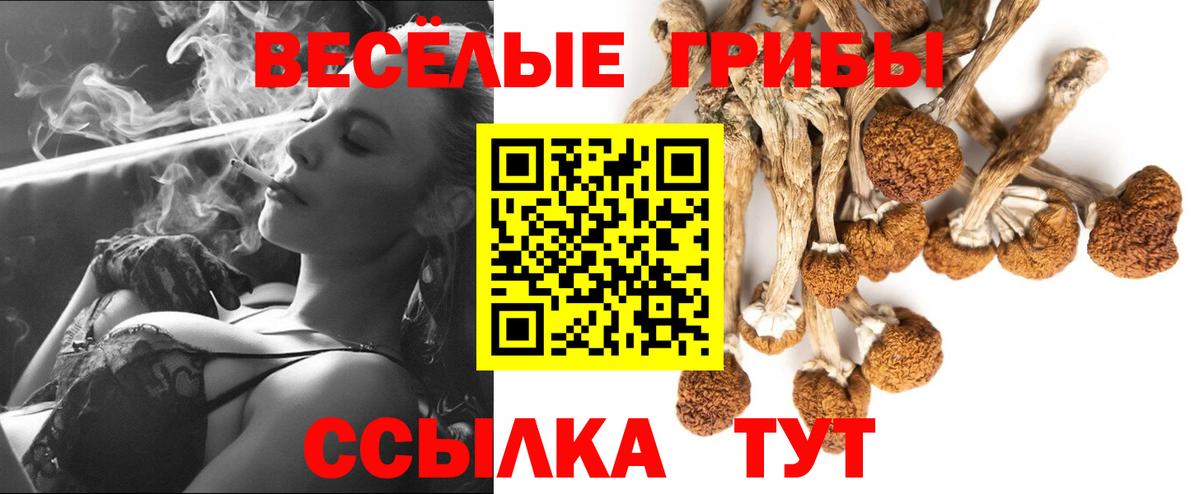 Асино  Псилоцибиновые грибы Psilocybe  Вход с VPN 